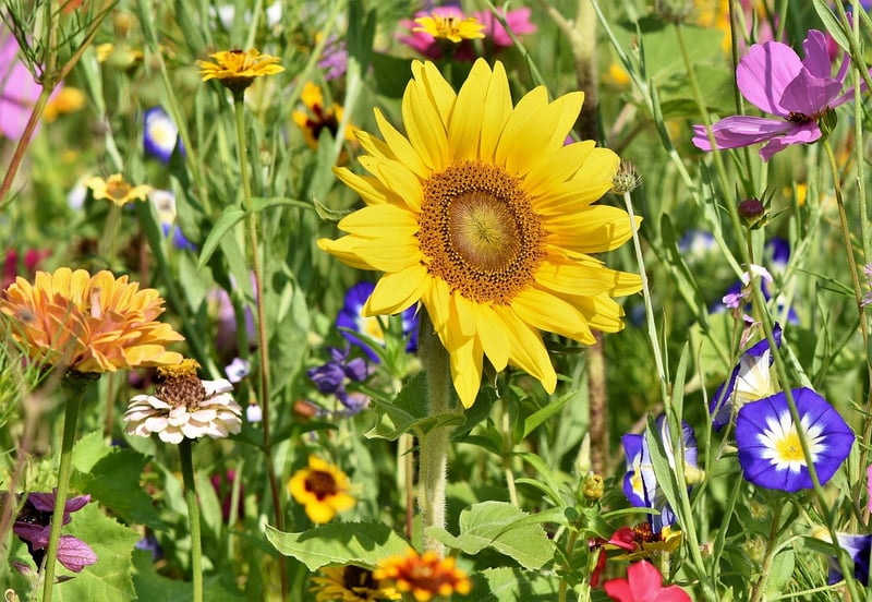 The Lost Gardens of Heligan